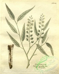 medicinal_herbs-00685 - croton cascarilla