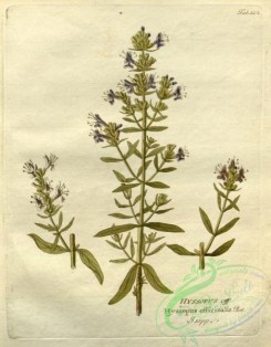 medicinal_herbs-00704 - hyssopus officinalis