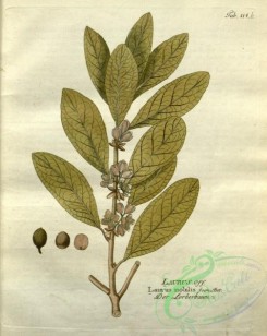 medicinal_herbs-00766 - laurus nobilis, 2