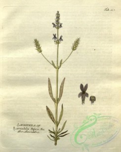 medicinal_herbs-00769 - lavandula spica