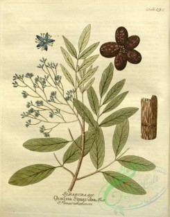 medicinal_herbs-00806 - quassia simaruba