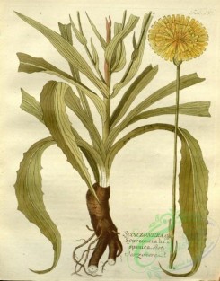medicinal_herbs-00825 - scorzonera hispanica