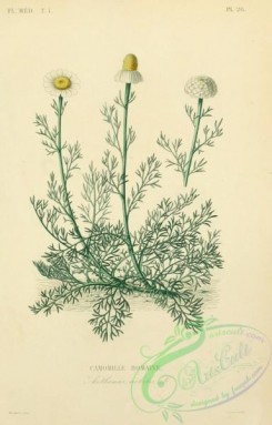 medicinal_herbs-00857 - anthemis nobilis