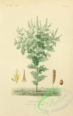 medicinal_herbs-00912 - sisymbrium sophia