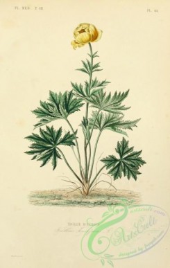 medicinal_herbs-00917 - trollius europaeus