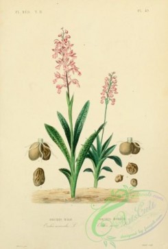 medicinal_herbs-00955 - orchis mascula, orchis morio