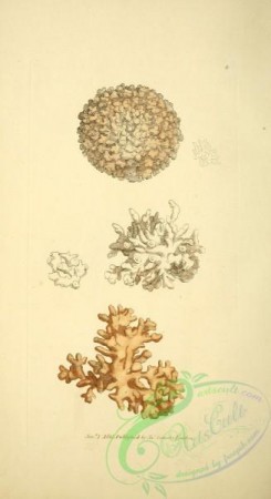 minerals-00345 - 009-calx coralliformis, Coral-form Carbonate of Lime [1845x3385]