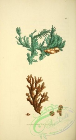 minerals-00361 - 025-cuprum nativum arborescens, Native Copper arborescent [1845x3385]