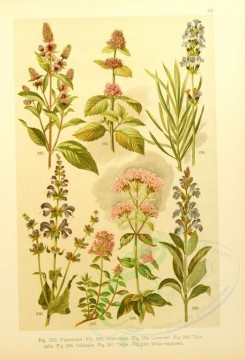 mint-00013 - mentha piperita, mentha aquatica, salvia hortensis, salvia pratensis, lavandula officinalis, origanum vulgare, thymus serpyllum [2146x3147]