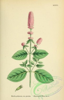 mint-00065 - Blunt-spiked Mint, mentha pubescens genuina