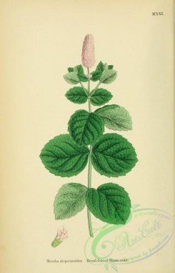 mint-00067 - Broad-leaved Horsemint, mentha alopecuroides