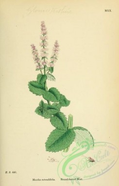 mint-00082 - Round-leaved Mint, mentha rotundifolia