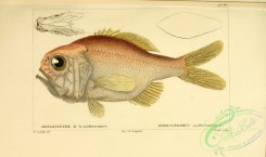 monster_fishes-00006 - hoplostethus mediterranneus (uL)