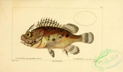 monster_fishes-00009 - Plumed Scorpionfish