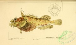 monster_fishes-00010 - Sea Raven