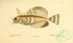 monster_fishes-00011 - Silverspotted Sculpin
