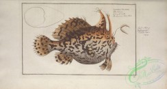 monster_fishes-00020 - American Toad-Fish, lophius histrio