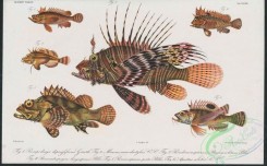 monster_fishes-00024 - 056-prosopodasys depressifrons, paracentropogon longispinis, minous monodactylus, parascorpaena picta, pseudomonopterus volitans, apistus alatus