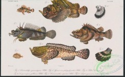 monster_fishes-00027 - 060-sebastichthys cyanostigma, scropaenopsis gibbosus, synanceia platyrhynchus, caracanthus apistus