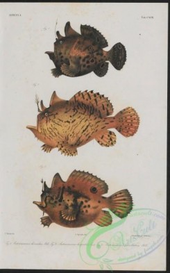 monster_fishes-00029 - 001-antennarius horridus, antennarius hispidus, antennarius biocellatus
