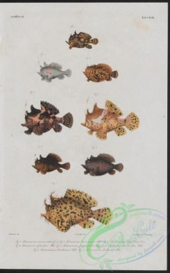 monster_fishes-00034 - 006-antennarius marmoratus, antennarius leucosoma, antennarius guntheri, antennarius biggibbus, antennarius melas