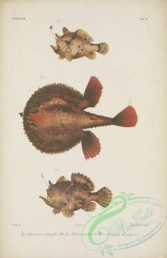 monster_fishes-00042 - 099-Warty Frogfish, antennarius oligospilus, halieutea stellata, Painted Frogfish, antennarius chironectes