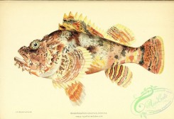 monster_fishes-00044 - 071-Jenkin'S Scorpionfish, scorpaenopsis cacopsis