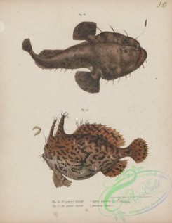 monster_fishes-00050 - 024-Angler, lophius piscatorius, Sargassumfish, antennarius histrio