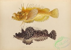 monster_fishes-00051 - 029-pelor aurantiacum, pelor japonicum