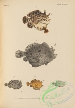 monster_fishes-00052 - 096-chironectes marmoratus, Striated Frogfish, chironectes tridens