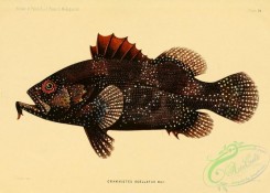 monster_fishes-00056 - 014-Indian Soapfish, grammistes ocellatus