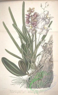 mounted-00004 - phalaenopsis amabilis, fieldia lissochiloides, luisia teretifolia, podochilus scalpellifolius