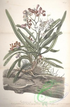 mounted-00005 - vanda furva, vanda insignis, aerides pallidum, codelia angustifolia, podochilus densiflorus