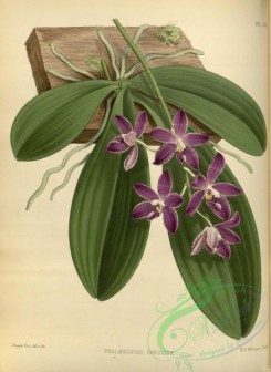 mounted-00015 - phalaenopsis speciosa