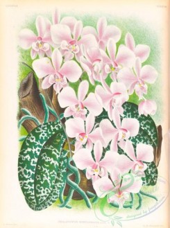 mounted-00063 - phalaenopsis schilleriana