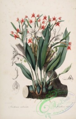 mounted-00092 - diothonea imbricata, maxillaria eburnea