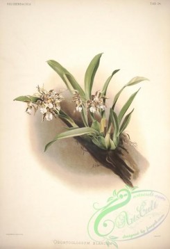 mounted-00113 - odontoglossum blandum