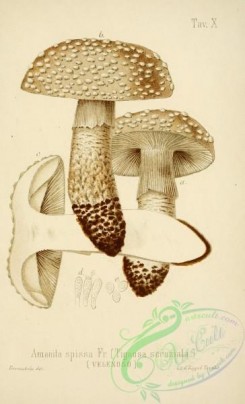 mushrooms-00010 - amanita spissa [2447x4023]