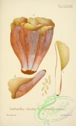mushrooms-00028 - cantharellus clavatus [2447x4023]