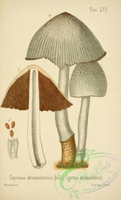 mushrooms-00043 - coprinus atramentarius [2447x4023]