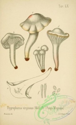 mushrooms-00055 - hygrophorus virgineus [2447x4023]