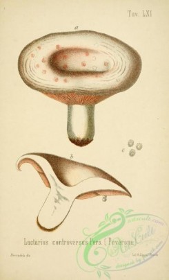 mushrooms-00058 - lactarius controversus [2447x4023]