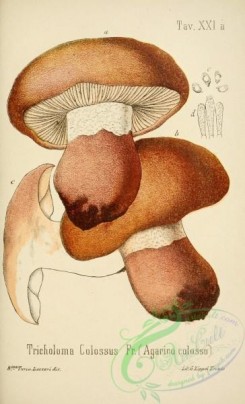 mushrooms-00107 - tricholoma colossus [2447x4023]