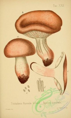mushrooms-00114 - tricholoma russula [2447x4023]