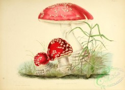 mushrooms-00121 - 01-Fly Agaric, agaricus muscarius [3534x2561]