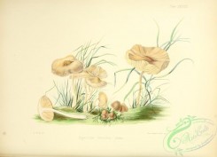 mushrooms-00158 - 38-Champignons, agaricus oreades [3534x2561]