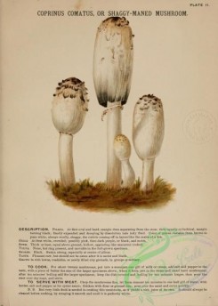 mushrooms-00222 - Shaggy-maned Mushroom, coprinus comatus [2125x2981]