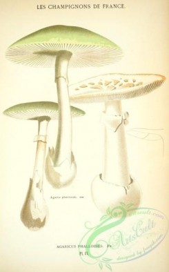 mushrooms-00241 - agaricus phalloides [2395x3851]