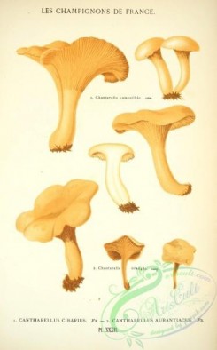 mushrooms-00258 - cantharellus cibarius, cantharellus aurantiacus [2395x3851]