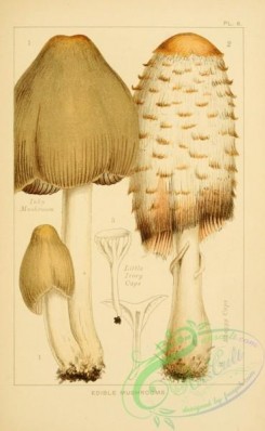 mushrooms-00287 - Inky Mushroom, Little Ivory Caps, Shaggy Caps [1999x3243]